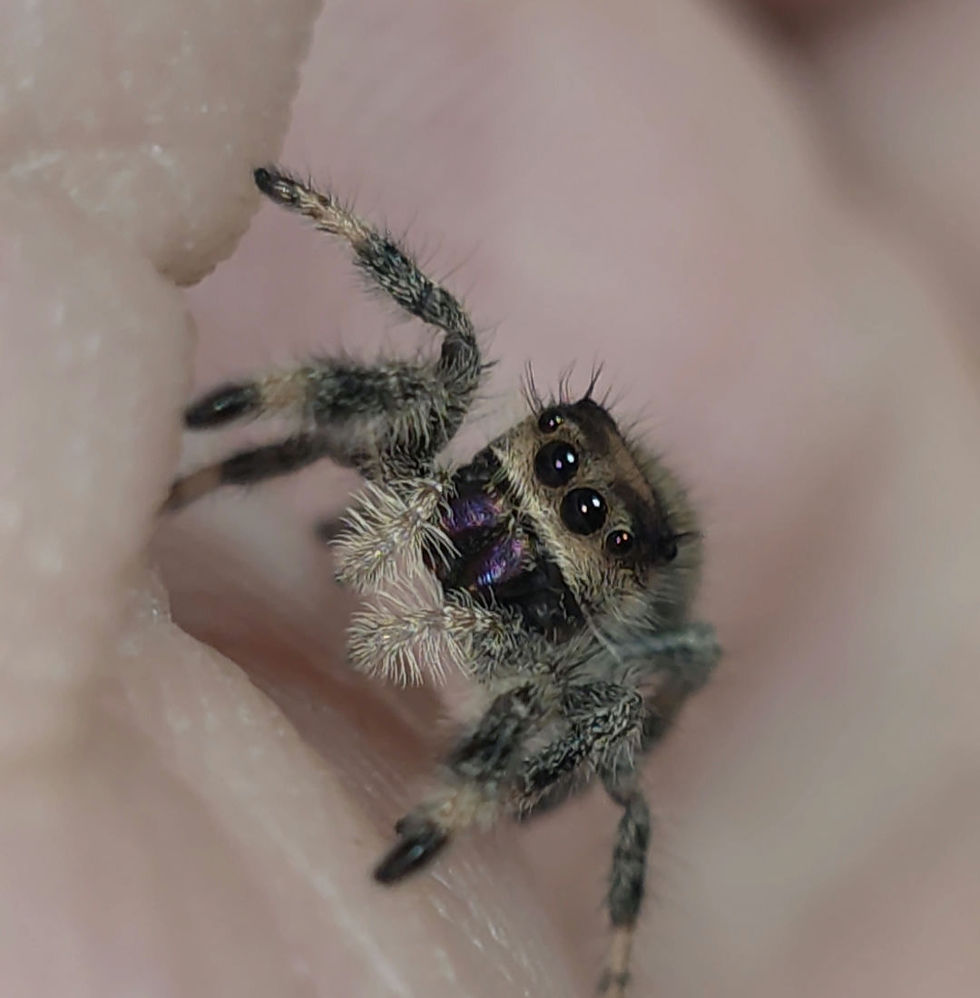 Thumbnail: Light/ Peach Regal Female Jumping Spider i7 #GL35
