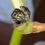 Thumbnail: Big Bend Audax Bryantae Male Jumping Spider  i6 #V5