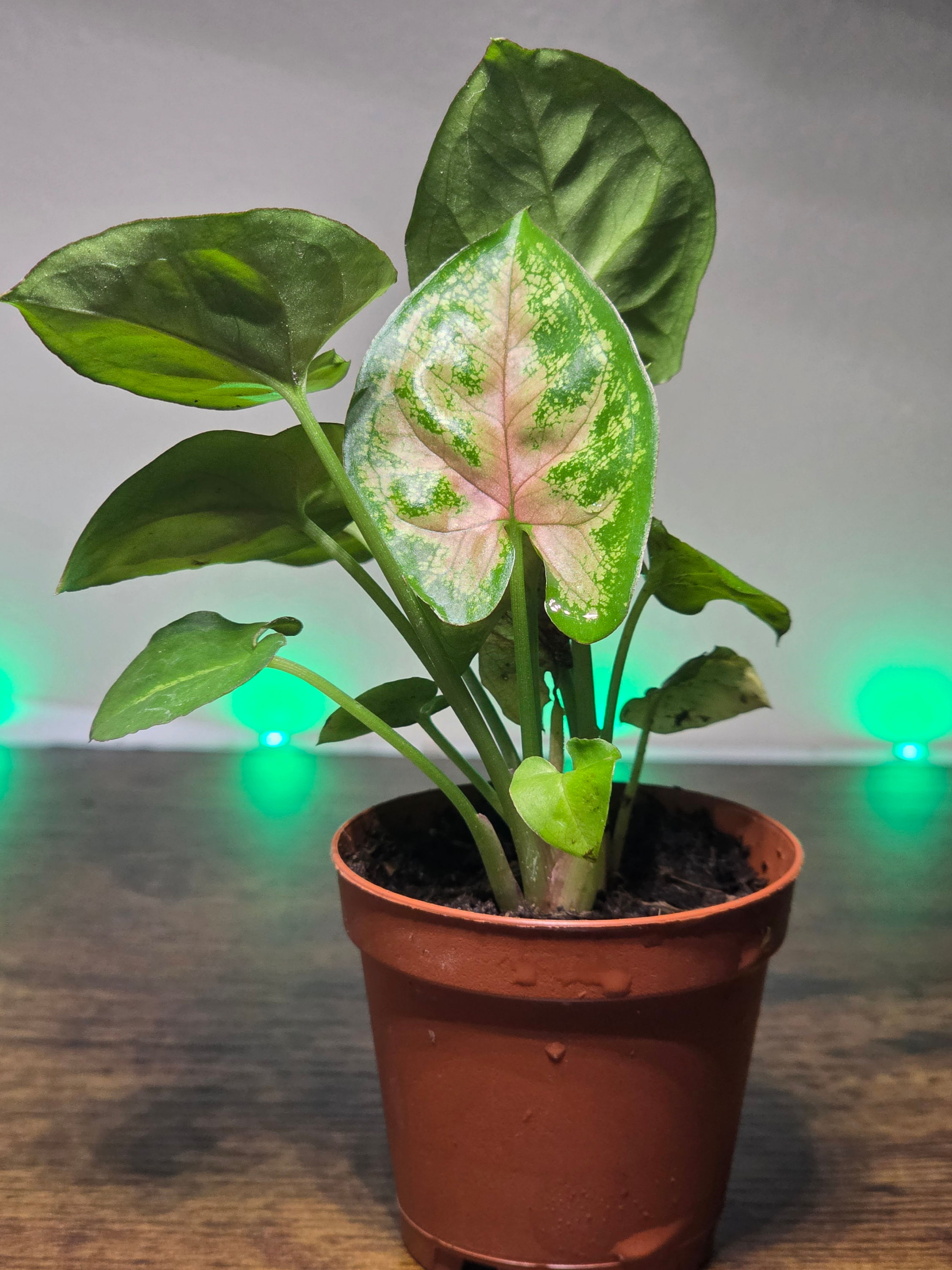 Pink Syngonium Bioactive Plant 2 inches