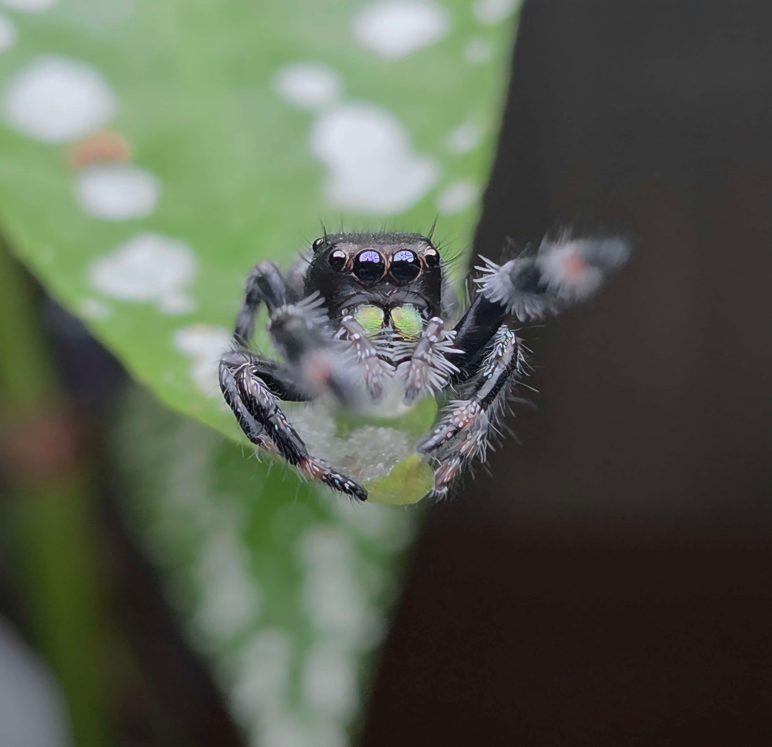 Apalachicola White Phase Regal Male Jumping Spider i6 #A