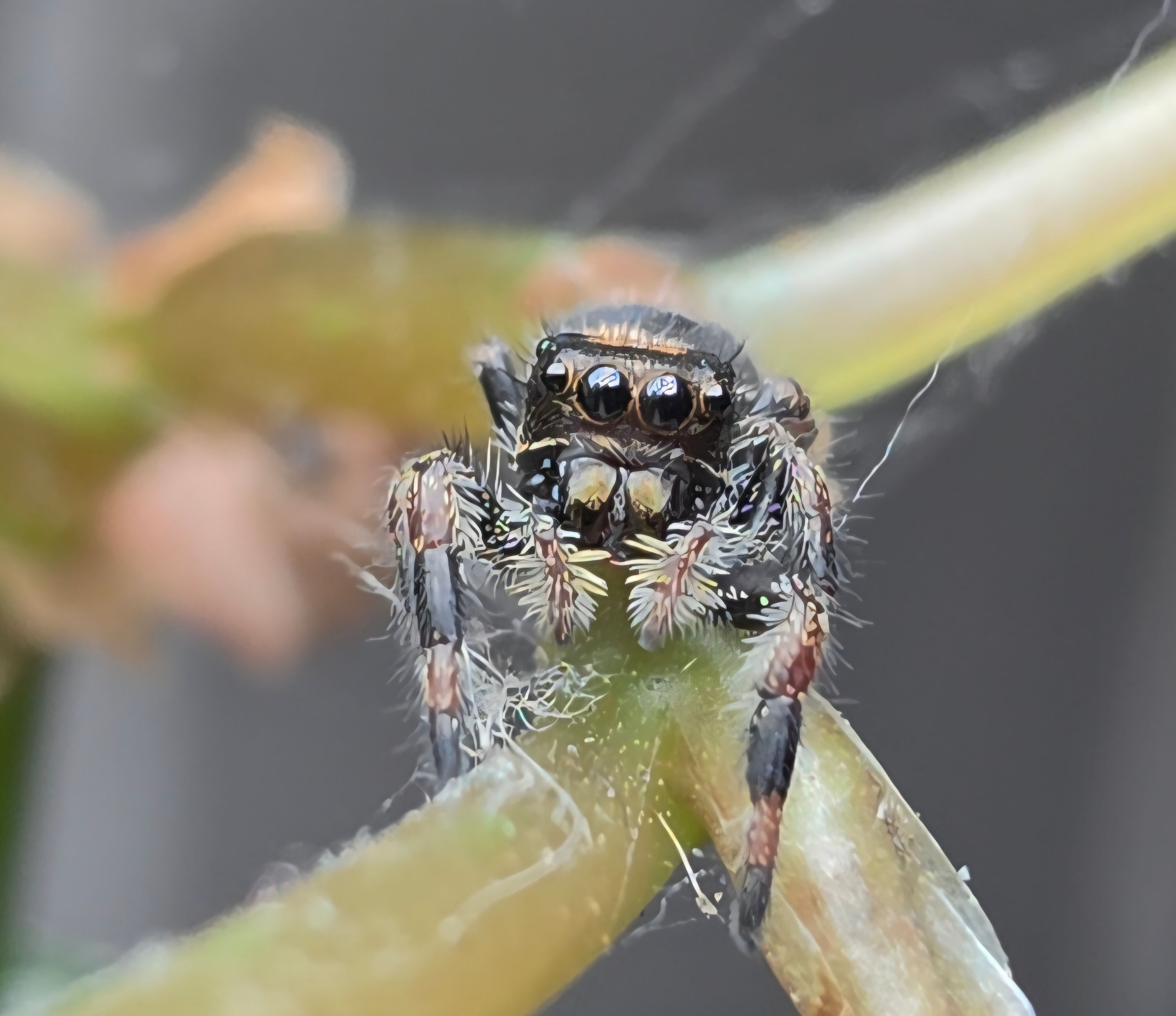 Apalachicola Regal Female Jumping Spider i6 #DO5