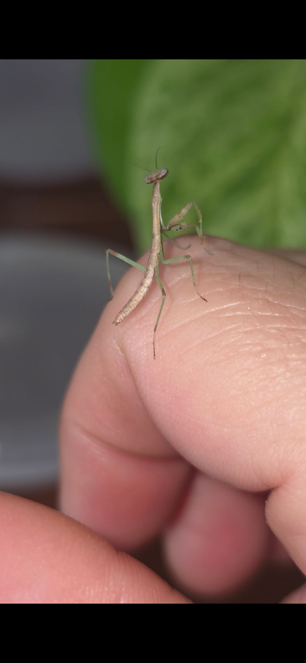 Thumbnail: Stagmomantis Carolina Carolina Mantid Nymph Male  i3 