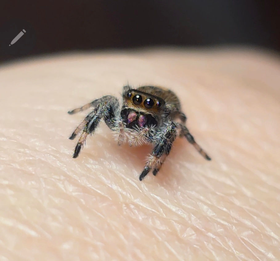 Thumbnail: Orange Phase Regal Female Jumping Spider i5 #F12
