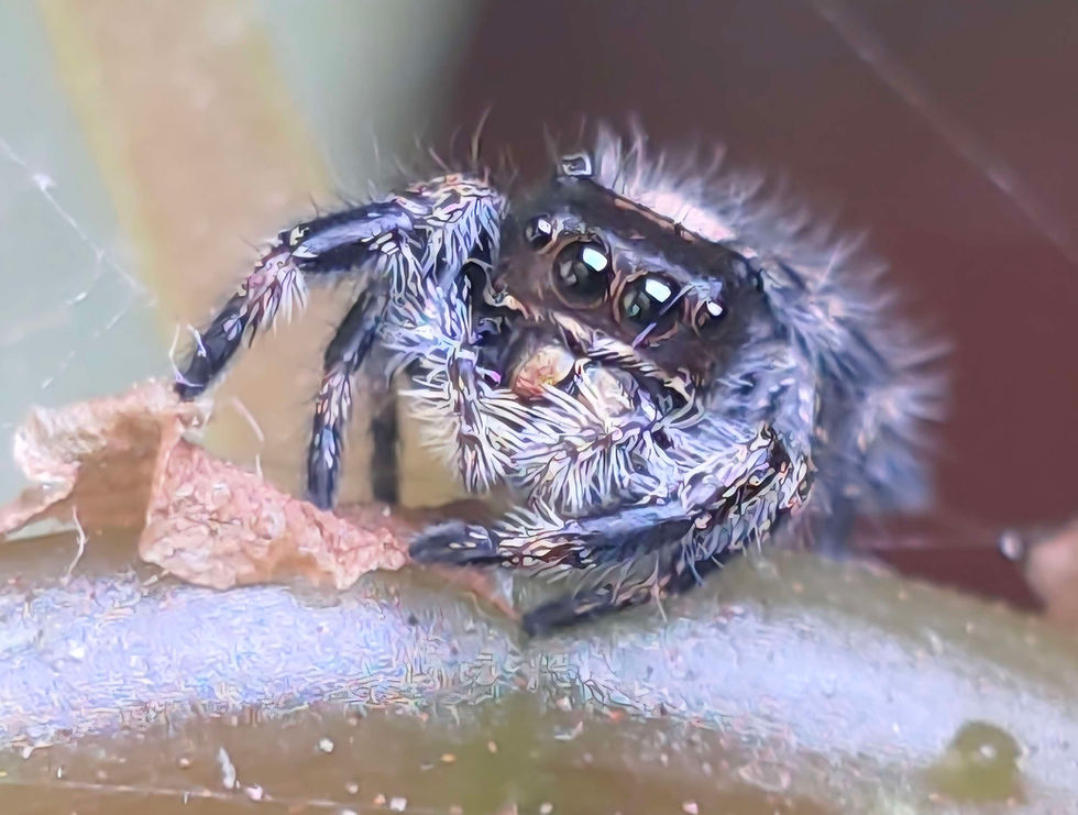Thumbnail: Apalachicola Regal Female Jumping Spider i6 #DO6