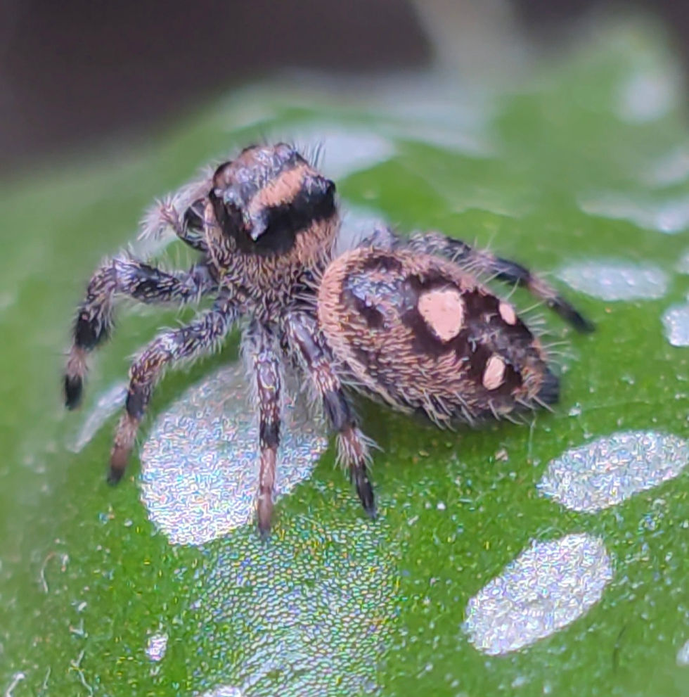 Thumbnail: Peach Regal Female Jumping Spider i5 #L7
