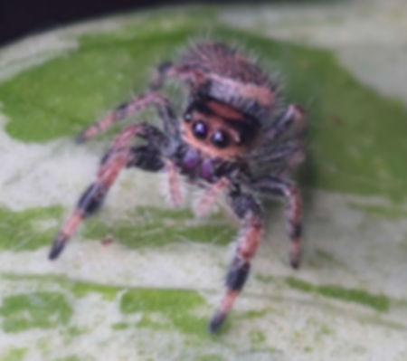 Peach Regal Female Jumping Spider i6 #GL23