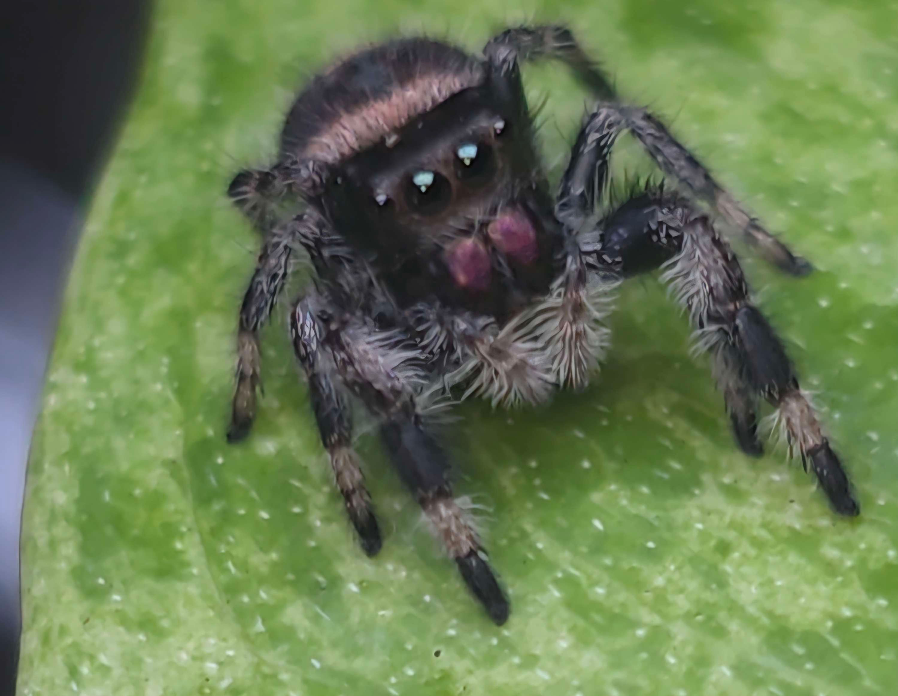 (RESERVED FOR BRIANA) Dark/ Peach Regal Female Jumping Spider i5 #F30