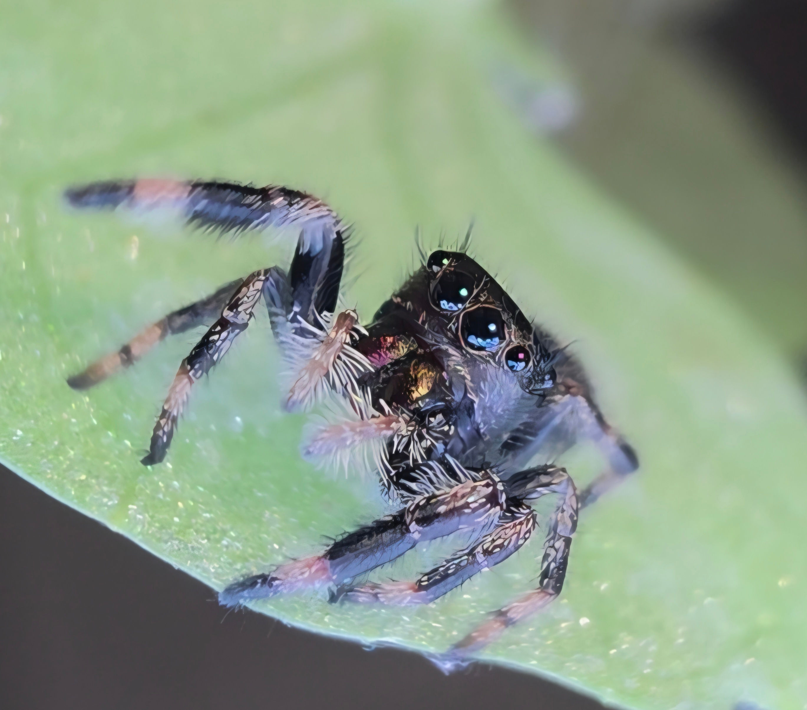 Apalachicola White Phase Regal Female Jumping Spider i6 #A25