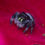 Thumbnail: Apalachicola White Phase Regal Male Jumping Spider i6 #A32 