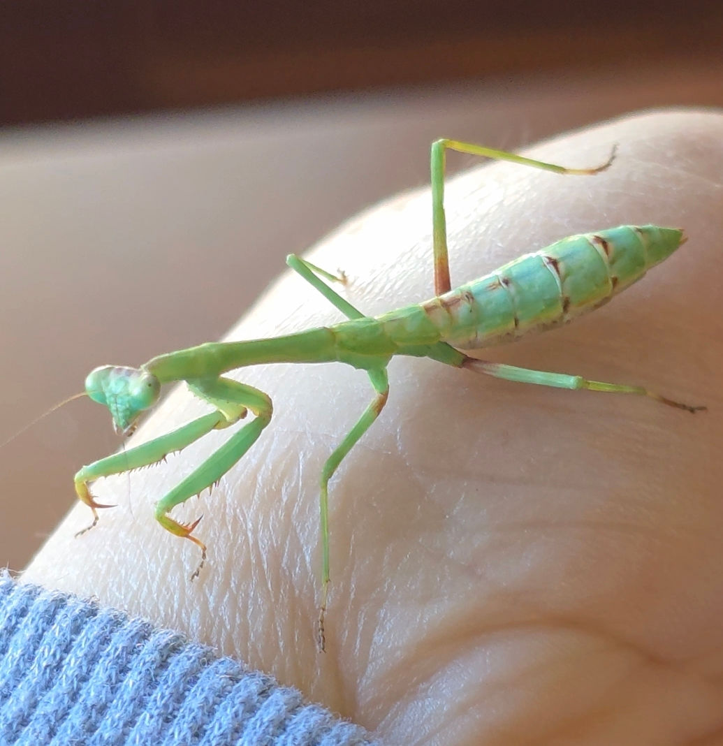 European Mantis /Mantis Religiosa)i7  (Large Species)