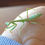 Thumbnail: European Mantis /Mantis Religiosa)i7  (Large Species)