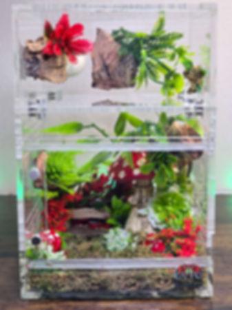 Tropical Wonderland Paradise Predecorated 4x4x4&4x4x6 Conversion Enclosure