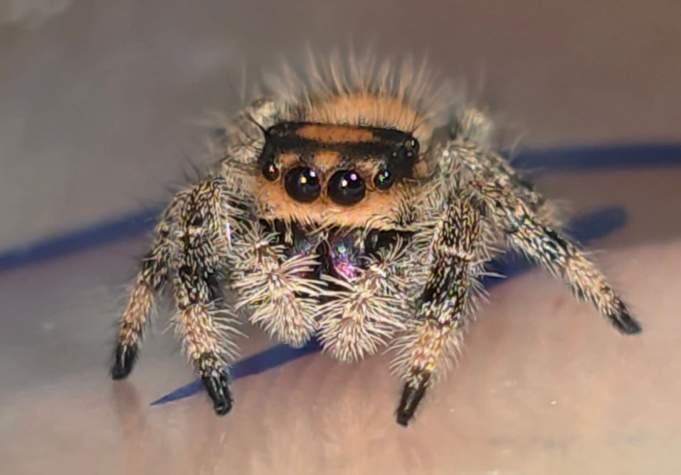 Thumbnail: Orange/ Peach Regal Female Jumping Spider i6 #F11