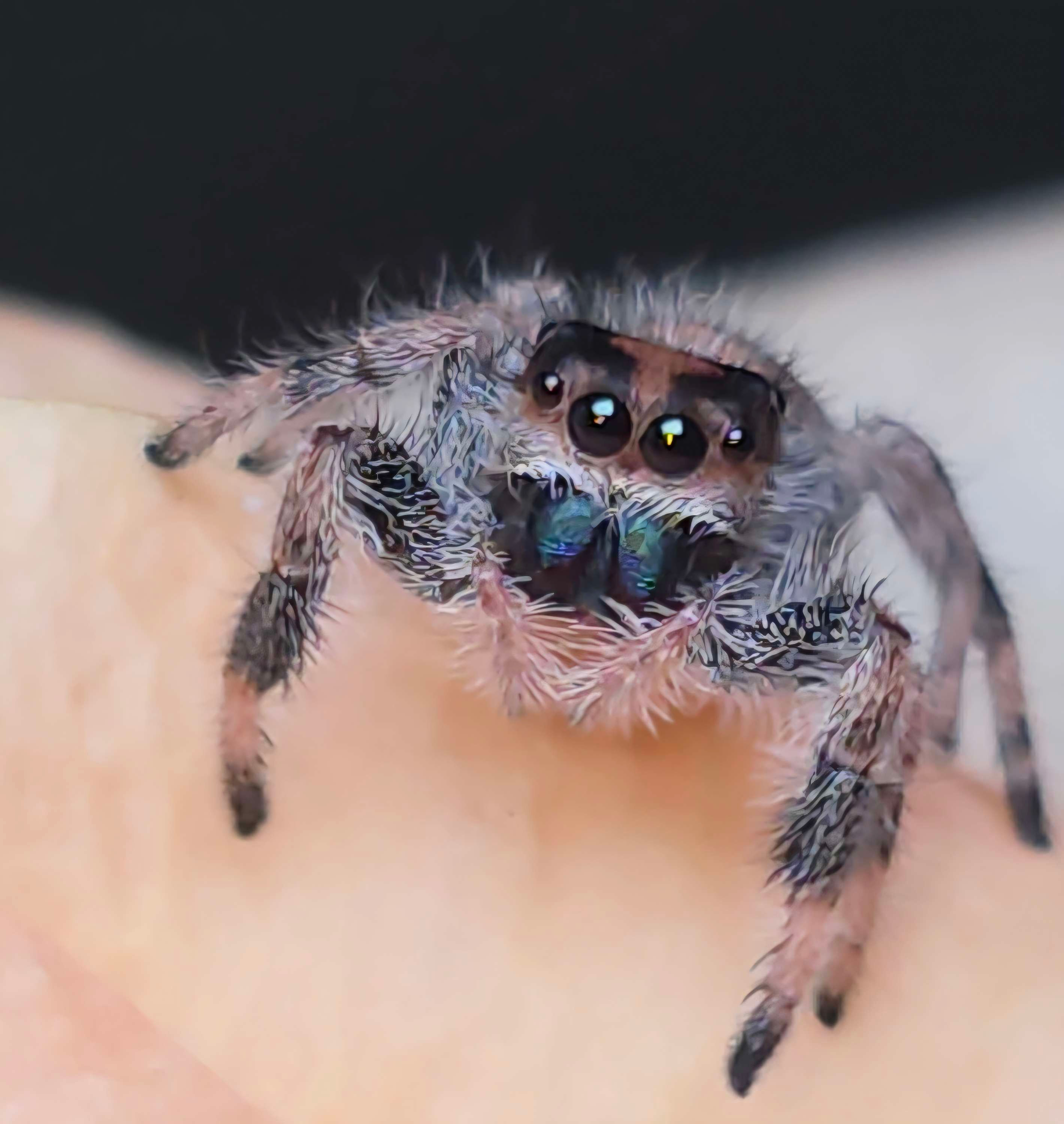 Peach Regal Female Jumping Spider i7 #F36