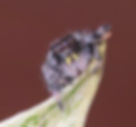 Thumbnail: Light Phase Regal Male Jumping Spider i5 #BC9