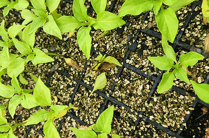 Pythium affected seedlings