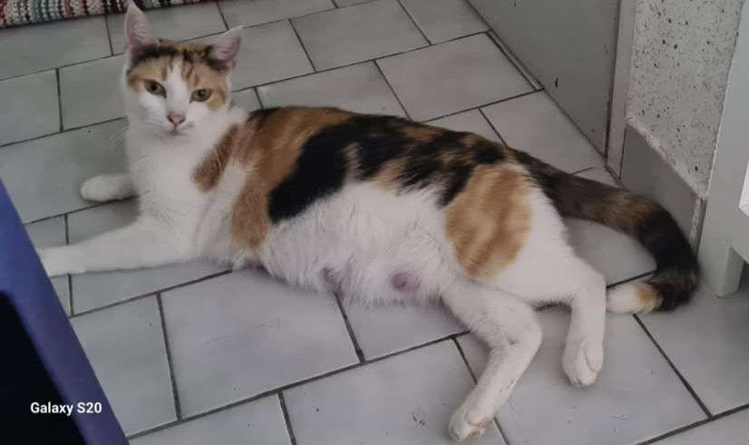 CRISPIE Femelle (âge à définir)