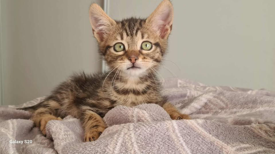 ATTILA Mâle né vers mi-septembre 2025