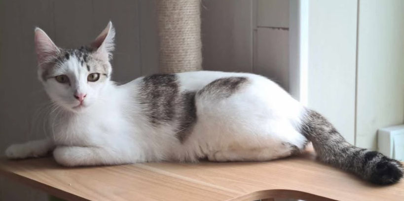 SMOKEY Mâle né le 22.05.2024