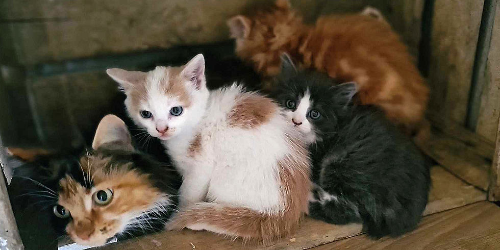 Maman inquiète et 3 de ses petits