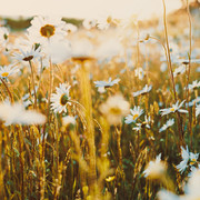 Chamomile