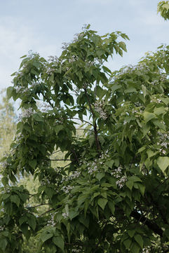 Photo by Darien Carter Photography
@dariencarterphotography
hwww.dariencarterphotography.com