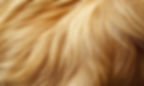 a-close-up-of-a-dog-s-fur-with-a-focus-on-the-texture-and-color-of-the-hair-photo.jpg