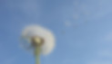 dandelion_edited.jpg