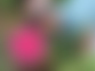 Smiling woman in sunglasses crouches in a lush garden beside a large bright pink hibiscus flower.