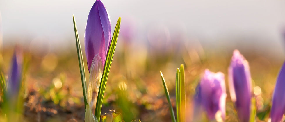 UUA Bylaws, Article II Text