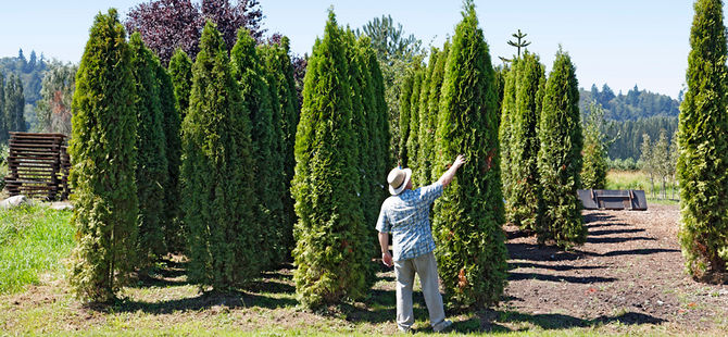 Planting Trees: Considering the What, Where, and When