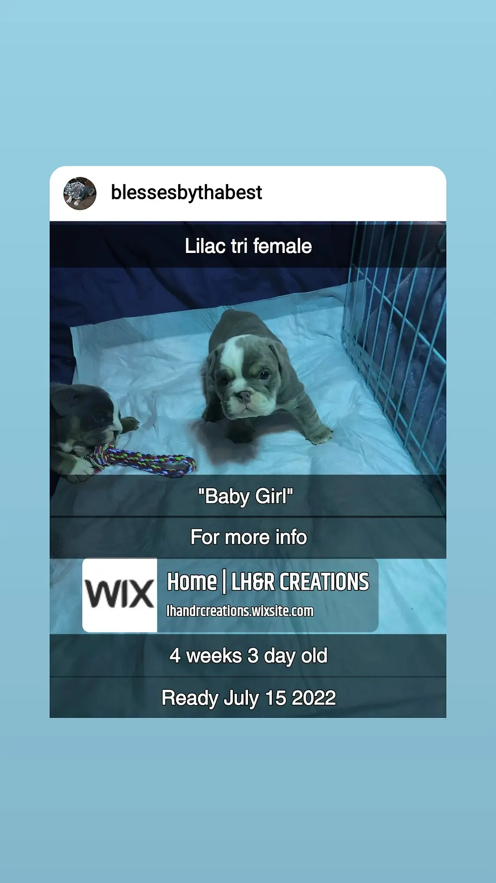 Thumbnail: MINIATURE  LILAC TRI / FEMALE/ ENGLISH BULLDOG AKC REGISTERED   