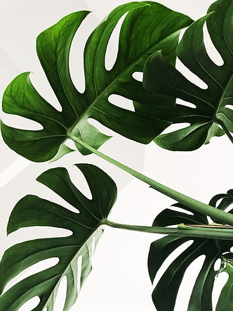 LeafBackground.jpg