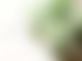 Easy Buko Pandan (w/ Macapuno) Recipe