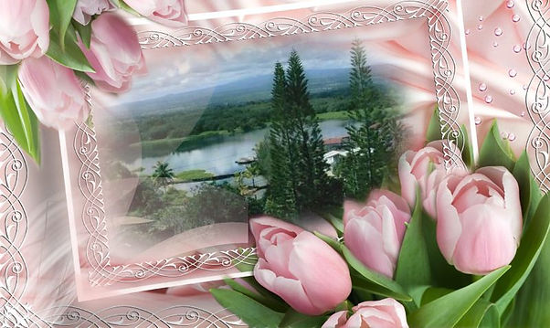 tulips.jpg