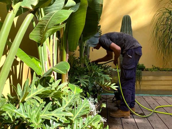 Gardener with water hose watering the plants