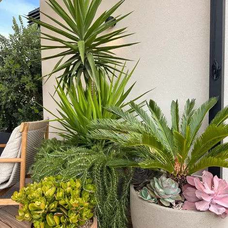 Yucca, Cyca revoluta and succulents in Atelier Vierkant pots on a roof terrace in Mallorca