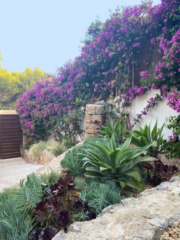 Bouganvillea