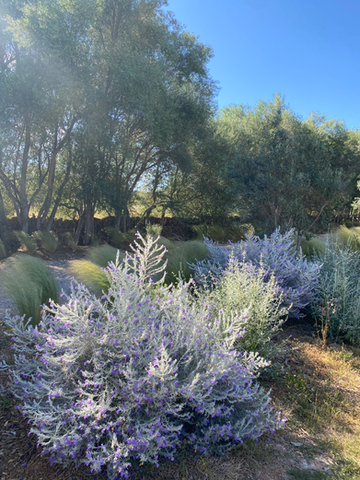 Eromophilanivea edging a driveway in a Mediterranean garden