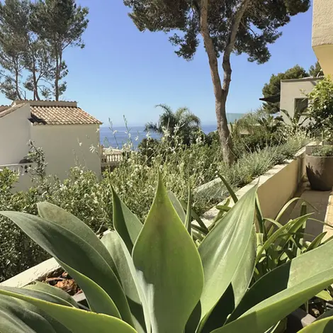 View from the house with Agave attenuata, Gaura and the Mediterranean Sea in the background