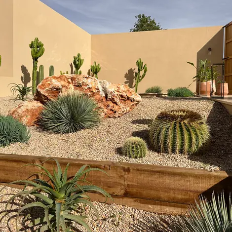 Sunny contemporary courtyard garden with euphorbia ingens, yuccas, echinocactus and succulents planted in gravel with larger boulders. Mediterranean setting. 