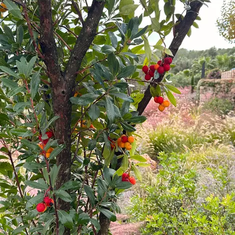 Strawberry tree with fruits in Mallorca garden