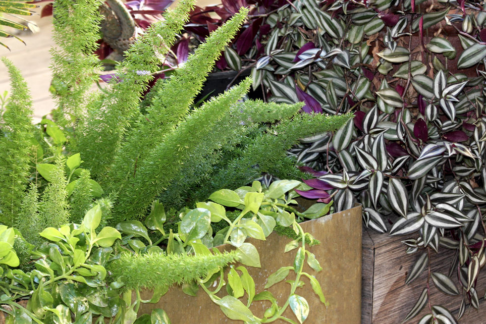 Tradeschantia and ferns in a shady courtyard in the old town of Palma, Mallorca.