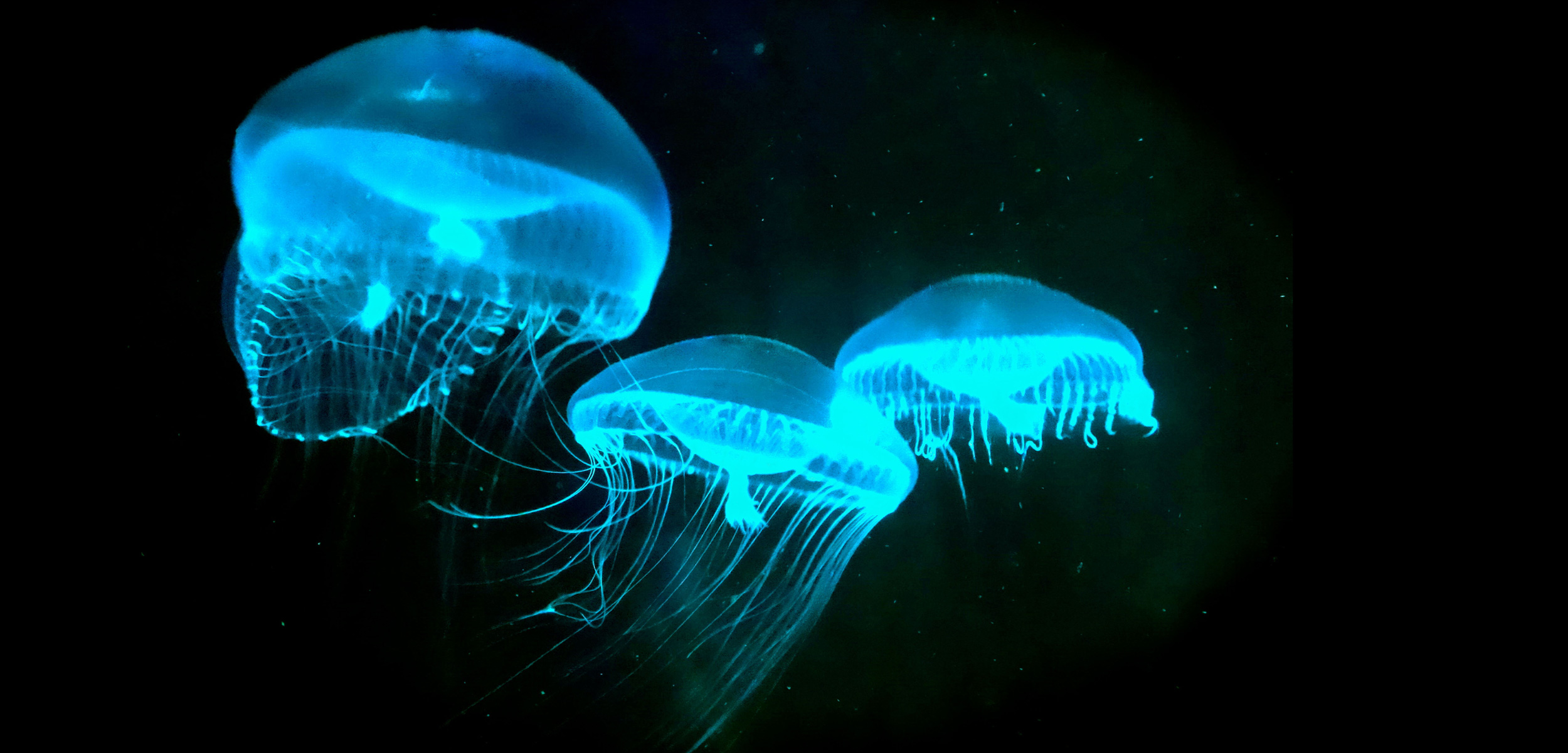 Glowee c est la mer qui nous claire