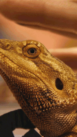 PFX_WEBSITE_GIF_VERTICAL_REPTILE_EXPO_Smaller.gif