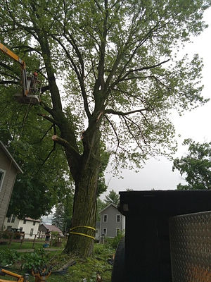 Tree Removal in Wawaka, Indiana.