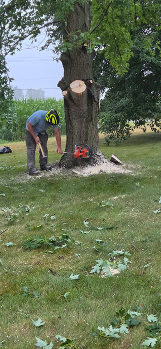 Chainsaw tree removal in Michiana.