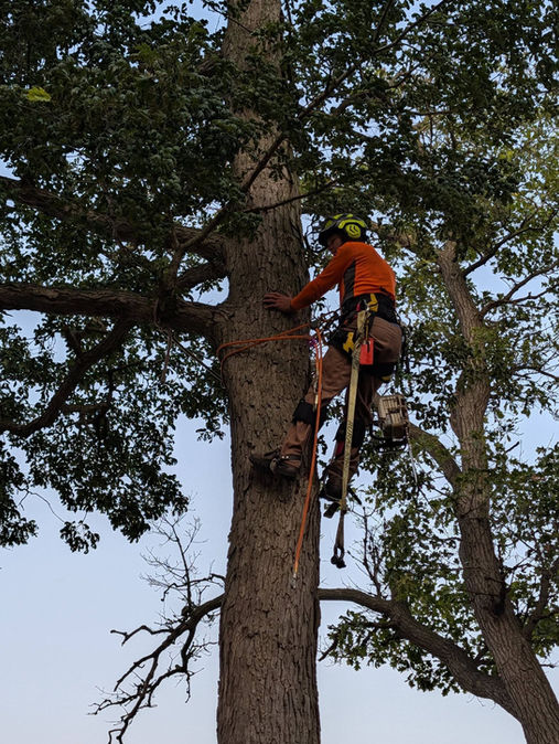 Climbing a tree in safety equipment.