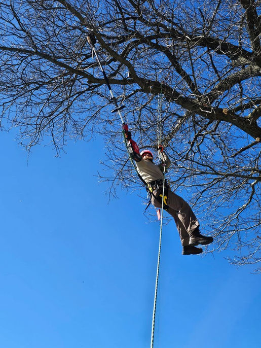 Tree trimming over a property in Syracuse.