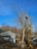 Tree Trimming.jpeg